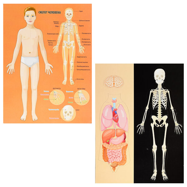 Игра магнитная "Анатомия". Серия Магнитные истории (европодвес, 3х10шт)